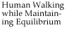 Human Walking while Maintaining Equilibrium
